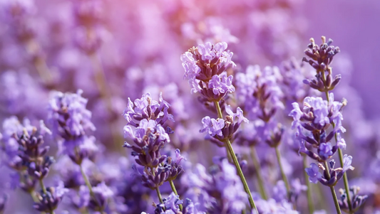 ✨ La Lavande : Herbe Sacrée pour Purification et Harmonie ✨🌿 - L'Atelier de Tabatha